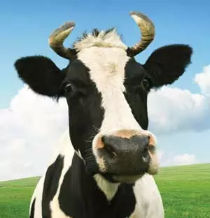 Cow Image